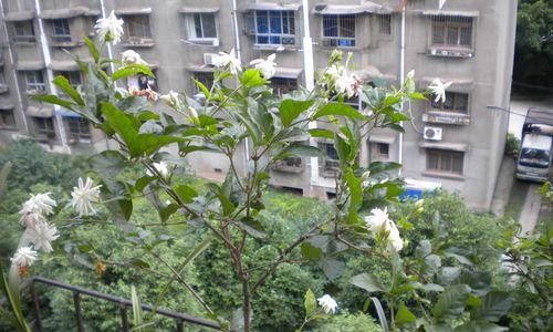 冬季双色茉莉花养护指南（打造居家花园，做花草养护专家）