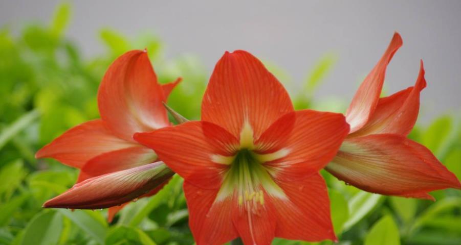 红花的种植与养护方法（如何在家中种植红花？红花生长需要注意什么？）