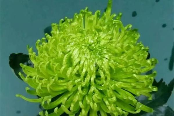 探秘菊花的形状奥秘——它像什么？（揭秘菊花外形之谜，一图胜千言！）