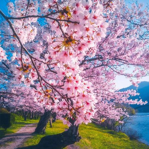 盛开在中国的樱花美景（探寻中国樱花的开放时间和观赏之道）