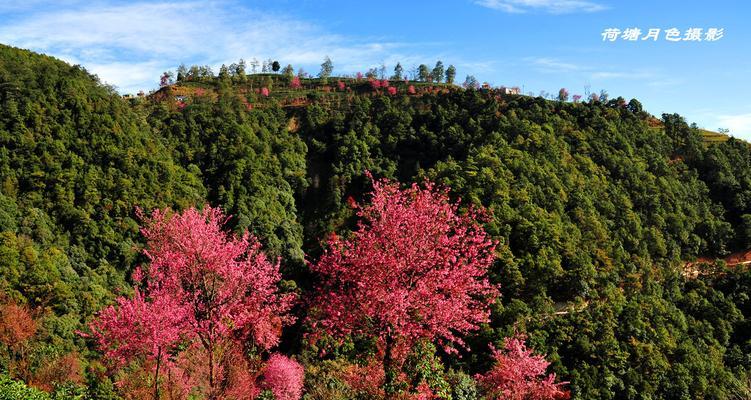 盛开在中国的樱花美景（探寻中国樱花的开放时间和观赏之道）