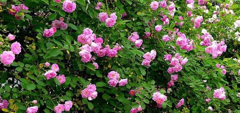 蔷薇花病虫害的防治方法（保护你的花园，让蔷薇花绽放自信）