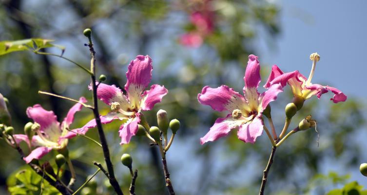 秋色花开，迎接芳菲岁月（探秘秋季主打盛开的植物——菊花）