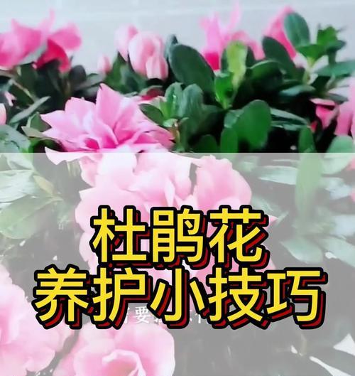 杜鹃花养护全指南（新手必看，让你轻松养好杜鹃花）