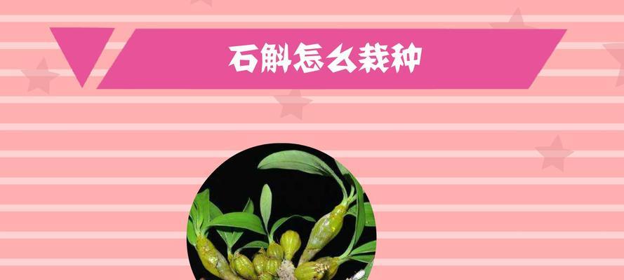 石斛在家种植指南（家庭种植石斛的方法和技巧）