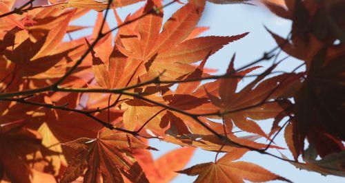 加拿大秋天的魅力——枫叶变红时间剖析（探秘枫叶变红的奥秘，尽享加国风情）