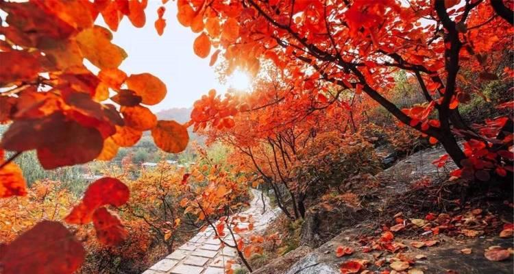 加拿大秋天的魅力——枫叶变红时间剖析（探秘枫叶变红的奥秘，尽享加国风情）