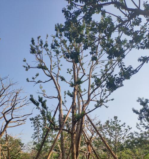 红果冬青树的种植与养护（了解红果冬青的品种和特点，打造优美的园林景观）