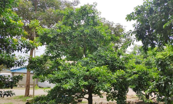 红果冬青树的种植与养护（了解红果冬青的品种和特点，打造优美的园林景观）