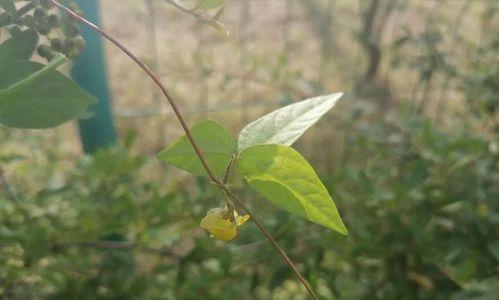 豆科植物的特征（解读豆科植物的神秘面纱）