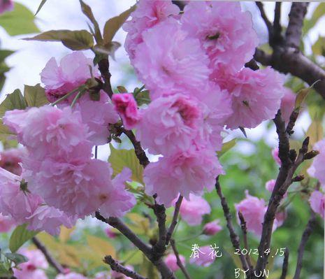 春天花开，盛世缤纷（探寻春日里绚丽多彩的花海）