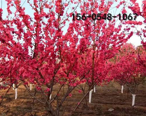 碧桃花开花期多长时间？（探究碧桃花的开花时间和生长周期）