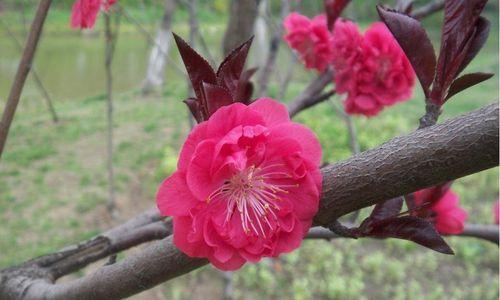 碧桃花开花期多长时间？（探究碧桃花的开花时间和生长周期）