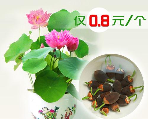 荷花需不需要每天换水？（做好荷花养护，你需要掌握这些方法。）