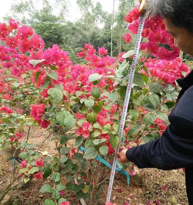 如何正确处理三角梅落后花枝（落后花枝剪掉还是留着？）