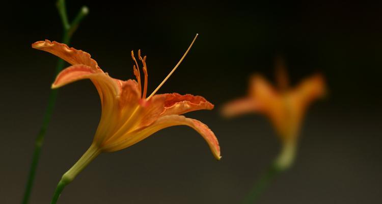 忘忧草与黄花菜的区别（揭秘忘忧草真相！——忘忧草与黄花菜的区别）