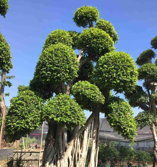 如何养护细叶榕盆景（掌握关键技巧，让细叶榕盆景更加健康）