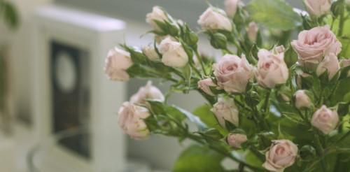 如何养护玫瑰长盛不衰？（从环境选择到施肥技巧，让玫瑰开出最美的花朵。）