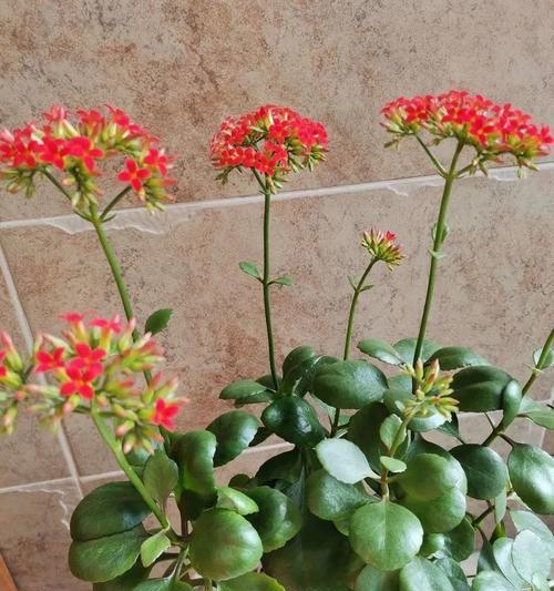 养殖长寿花的冬季养护技巧(如何让长寿花在冬季安然度过?) 养殖长寿花的冬季养护技巧(如何让长寿花在冬季安然度过?)