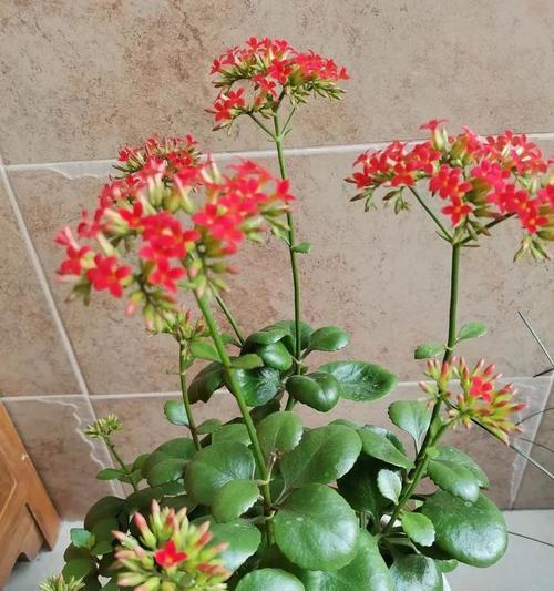 养殖长寿花的冬季养护技巧(如何让长寿花在冬季安然度过?) 养殖长寿花的冬季养护技巧(如何让长寿花在冬季安然度过?)