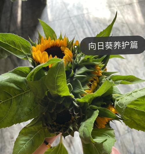 向日葵怎么醒花？（为什么向日葵需要醒花？醒花的方法有哪些？）