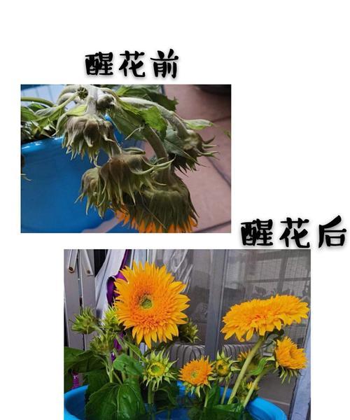 向日葵怎么醒花？（为什么向日葵需要醒花？醒花的方法有哪些？）