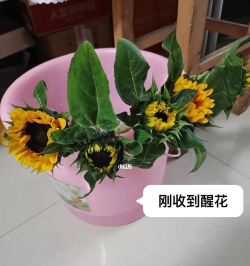 向日葵怎么醒花？（为什么向日葵需要醒花？醒花的方法有哪些？）