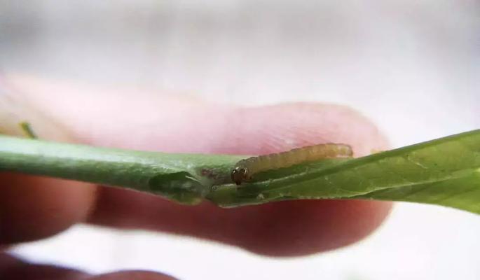 如何有效防治桃树病虫害？（从预防到治疗，全方位保护你的桃树健康）