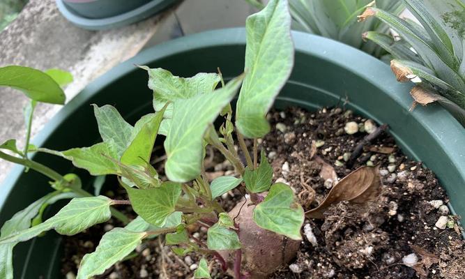 紫薯盆栽种植方法（打造靓丽盆景，紫薯盆栽轻松种）