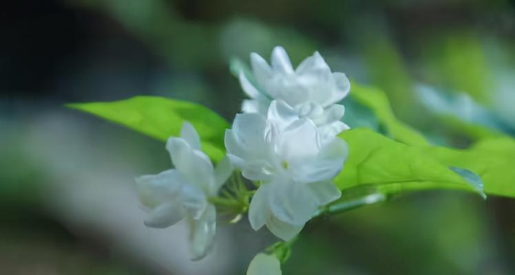 茉莉花开花季节详解（春夏之交，芳香四溢）