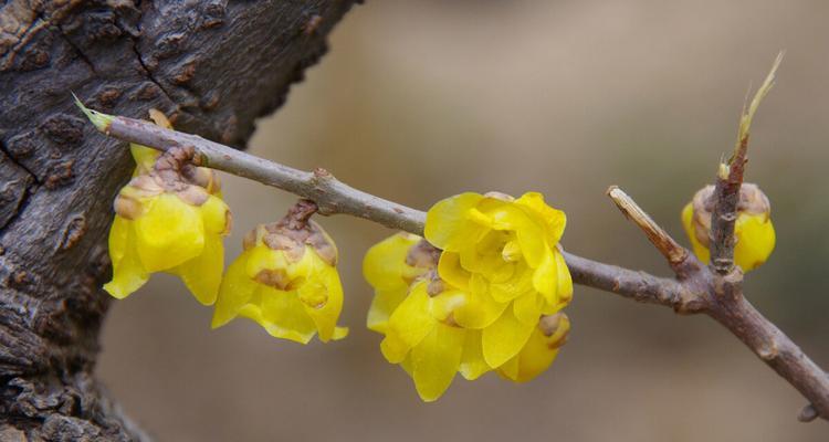 寒冬也有盛开的美——冬季开花的花卉（揭秘冬季开花的奥妙，探寻花海中的美丽）