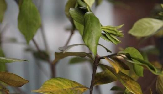 救救栀子花，拯救植物的养护技巧（栀子花护理，应对快死的情况，救援关键点）