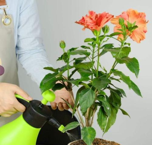 盆花烂根处理方法（如何拯救刚养殖的花卉？）