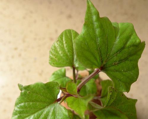 紫薯盆栽种植详解（手把手教你如何种植紫薯）