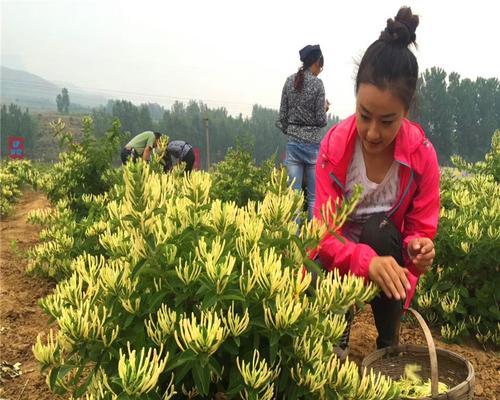 从零开始种植金银花苗（如何培育出高产高质量的金银花？）