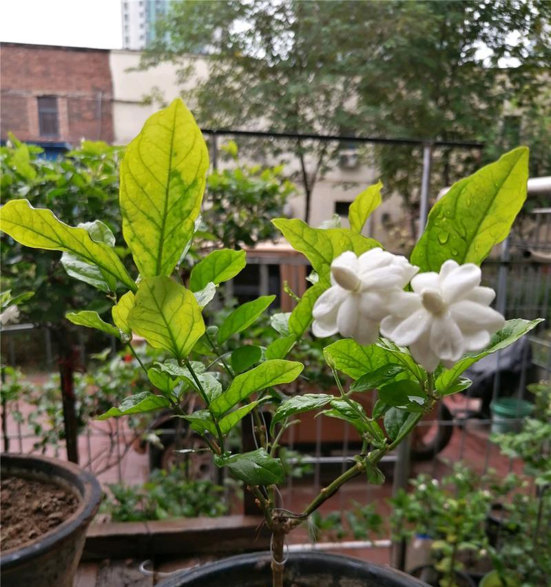 茉莉花的开花季节（探寻茉莉花的花期和特点）