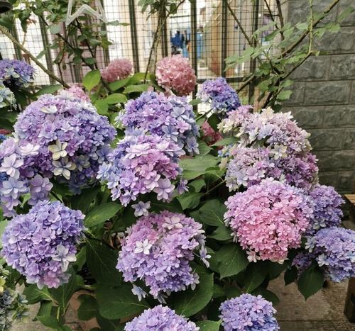 无尽夏花期，一年开几次？（寻找鲜花开放的秘密）