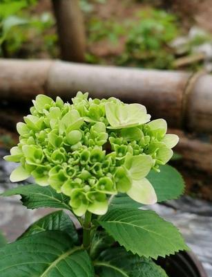 无尽夏花期，一年开几次？（寻找鲜花开放的秘密）