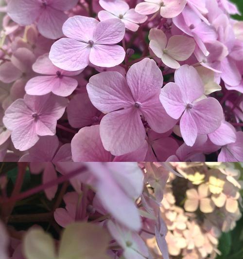 无尽夏花期，一年开几次？（寻找鲜花开放的秘密）