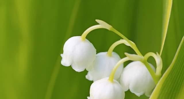 白色花朵盛开，花海美景无限（探寻世界上最美的白花，感受花语之美）
