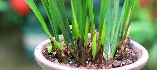 兰花养殖全攻略（从选择品种到繁殖方法，轻松掌握兰花养殖技巧）