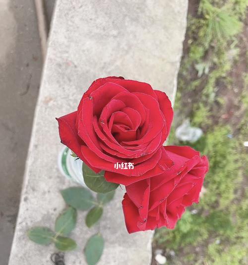 插枝玫瑰栽培（如何用插枝法种植玫瑰？）