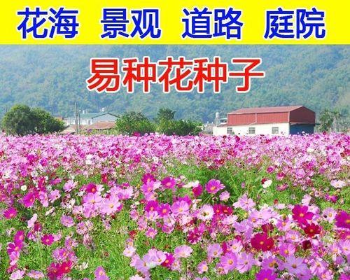 格桑花种植指南（从时间到方法，了解如何种植最美的格桑花）