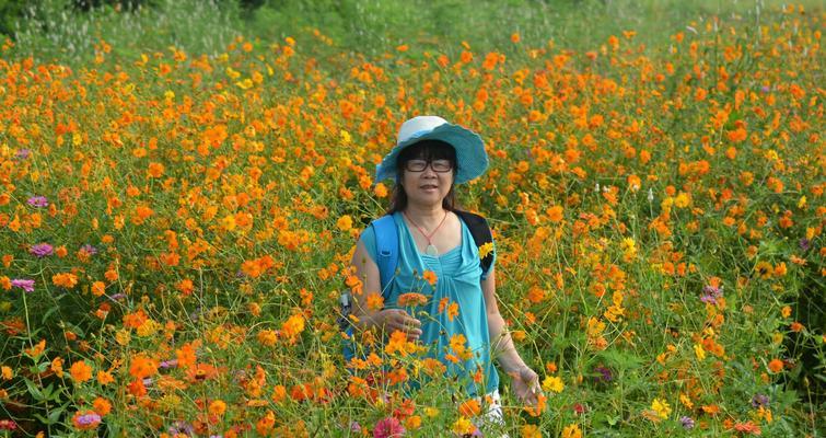 格桑花种植指南（从时间到方法，了解如何种植最美的格桑花）