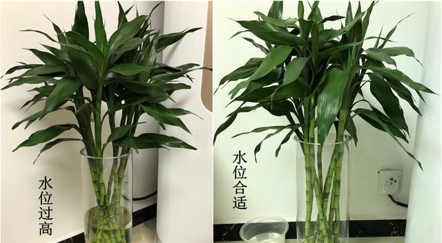 叶子发黄，如何抢救植物？（营养不良？病虫害？水土问题？一篇文章教你诊断和治疗）