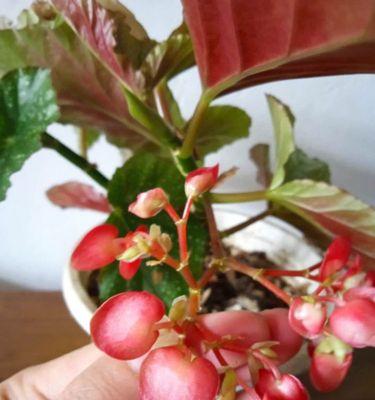 四季海棠花怎么扦插？（掌握这一技巧，让你轻松拥有一片花海。）