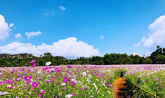 秋色盛开——秋季花卉盛放景观（描绘秋季花卉的艳丽与绚烂，从而让人们更好地领略秋季的美景）