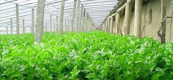 如何成功种植花葵（时间、土壤和光照是关键）