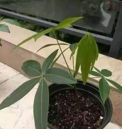 发财树的繁殖方法（培育您自己的发财树，并在家中享受自然的美丽与财富）