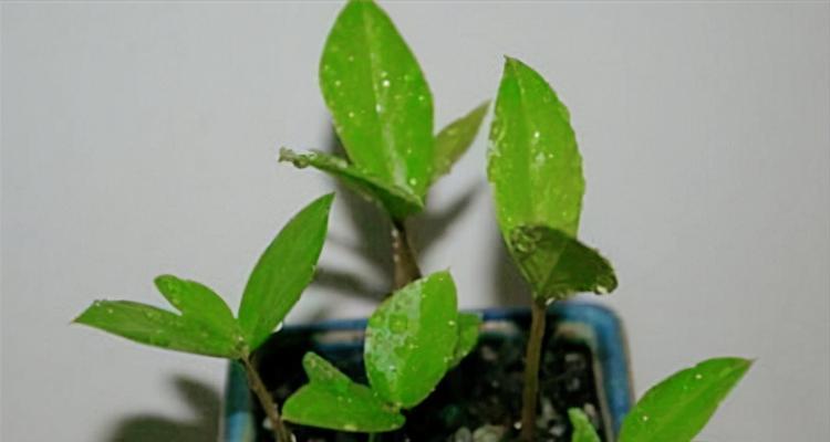 如何用枝条扦插种植金钱树（金钱树繁殖的小技巧，让你赚足钞票）